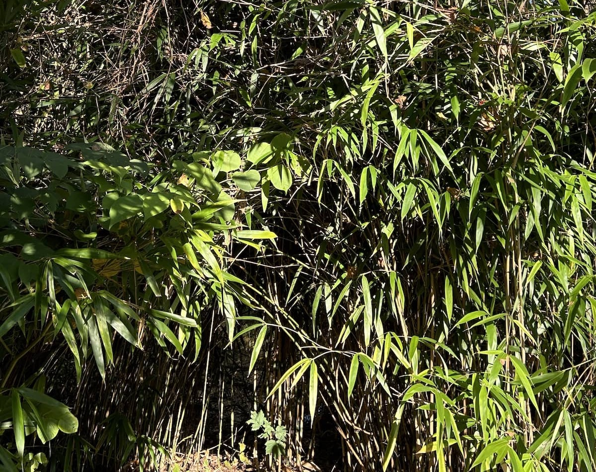La menace des plantes invasives - Association Sauvegarde Vexin Sausseron